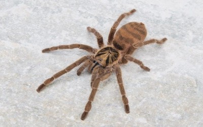 Holothele Incei Female Tarantula